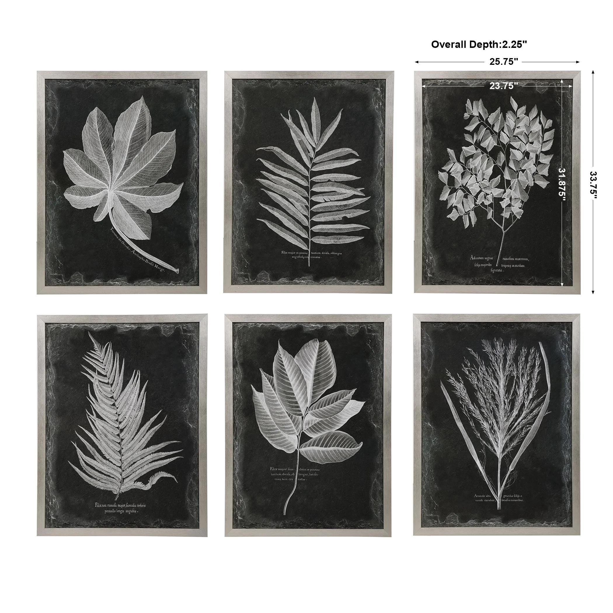 Uttermost Foliage Framed Prints, S/6